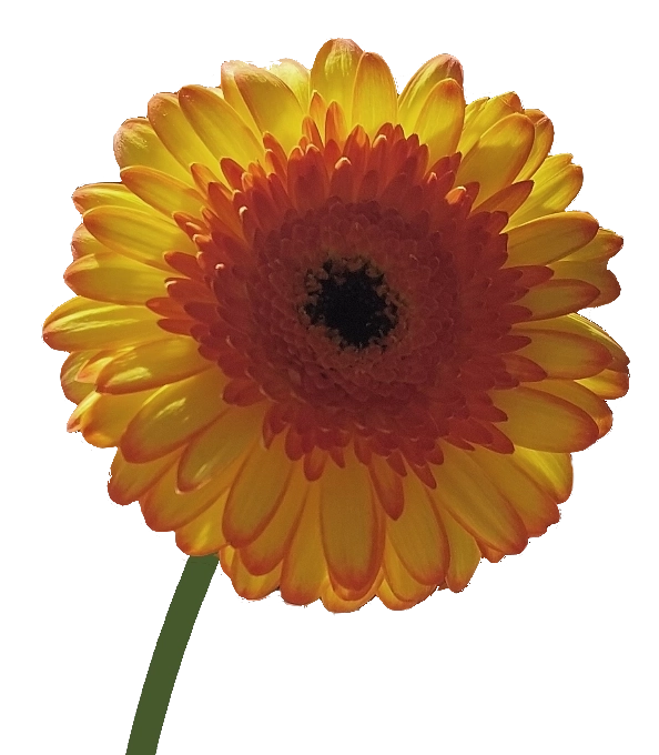 ein Blümchen